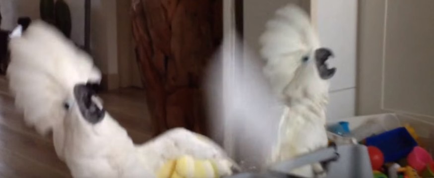 Cups Seek Revenge on Wacky Cockatoo