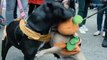 21 Puppy Costumes at the Halloween Dog Parade  _ Mashable - YouTube (360p)