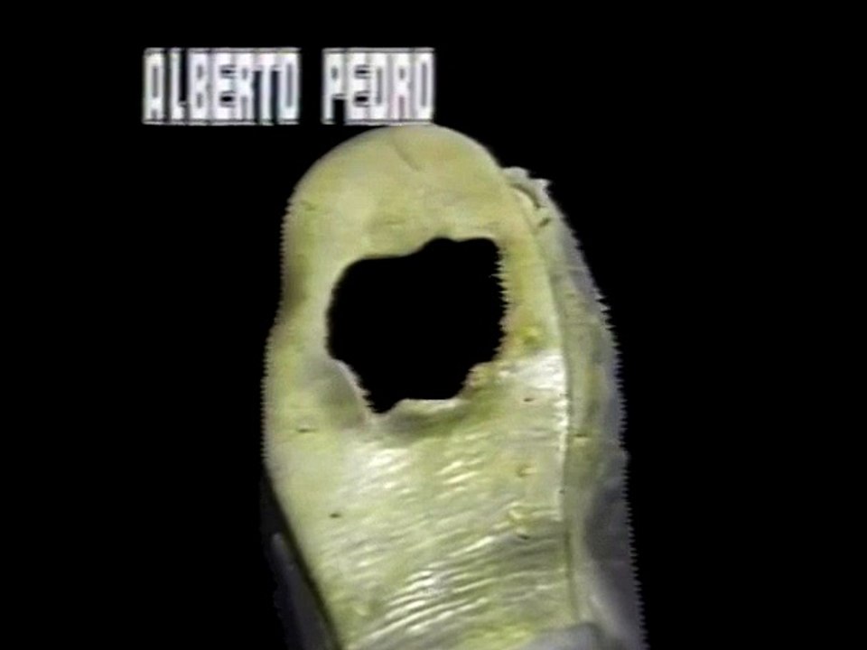 Serie de Los Papaloteros intro