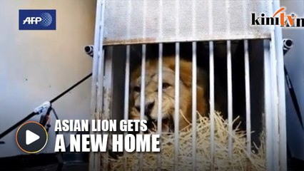 Rare lion leaves French zoo for England