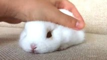 Conejo de Un Divertido Y Lindo Conejito Videos de Compilación || HD NUEVO