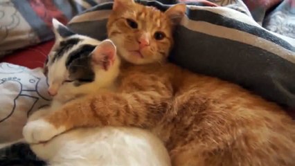 Ces deux chats sont les meilleurs copains du monde