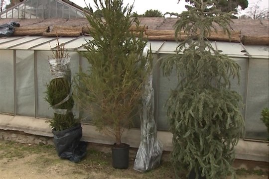 Comienzan la recogida de los 'árboles de Navidad'
