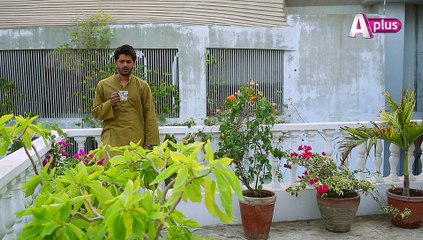 Ye Mera Deewanapan Hai - Episode 42 (HD)