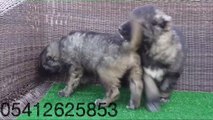 Kafkas Çoban Köpeği Yavru 05412625853