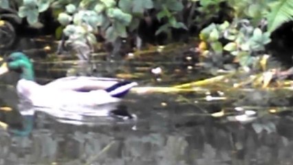 Duck Swims 1