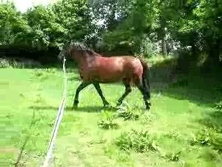 petit trot en longe