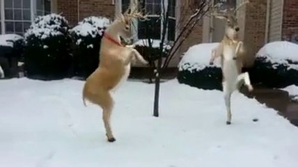 Олень танцует