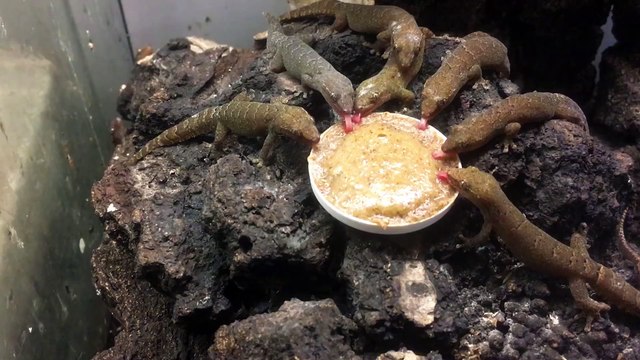 Des geckos sortent leurs petites langues pour manger... adorable