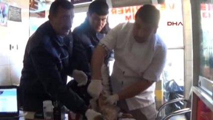 İslahiye - Belediye Başkanının Yaralı Bulduğu Şahin Tedavi Edildi