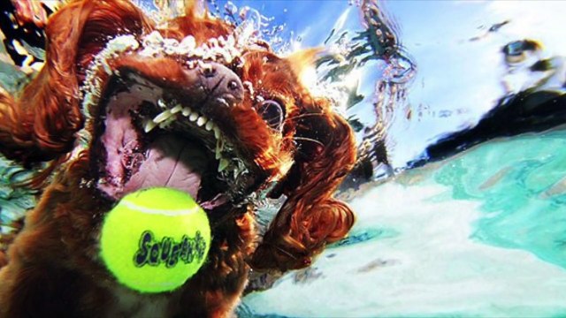 Ныряющие собаки