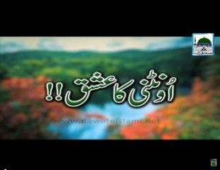 Oontni Ka Ishq - Maulana Ilyas Qadri - Short Bayan