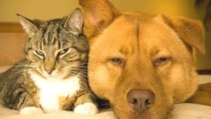 Los gatos Y los Perros Amigos para Siempre Compilación || HD NUEVO