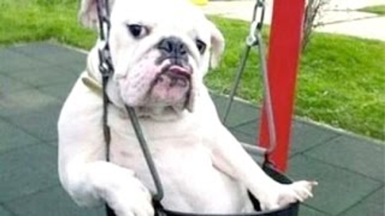 Divertido A Los Perros De Un Gracioso Perro Videos De Compilación De 2022-2023