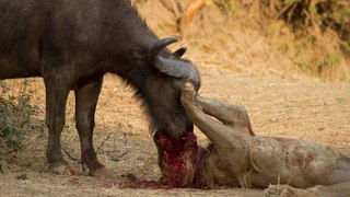 buffalo attack lion and killed him - real lion killing video
