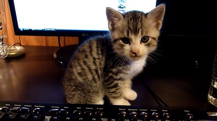 プチが机の上にやってきた It came on the desk