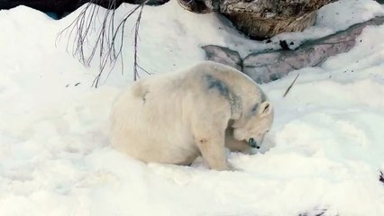 Реакция Белых Медведей на появление снега в зоопарке