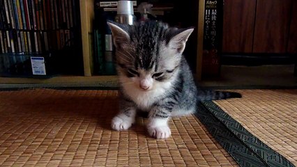 プチの睡魔