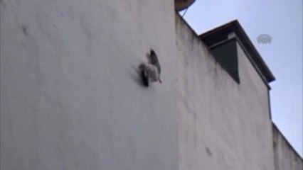 Mahsur Kalan Martı Kurtarıldı