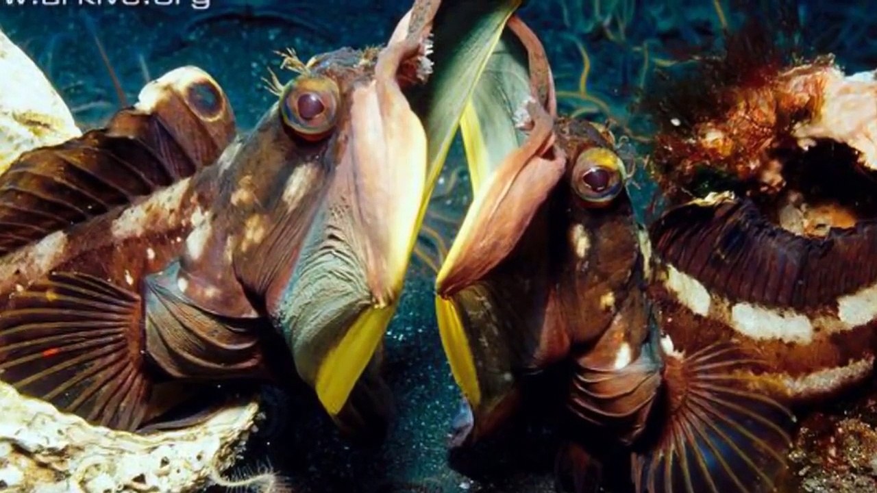 5 EXTREMELY CREEPY Deep Sea Creatures