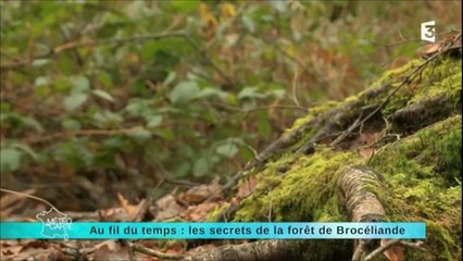 Brocéliande la forêt secrète de Bretagne