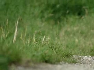 Huppe fasciée - En Moselle - 19 mai 2007