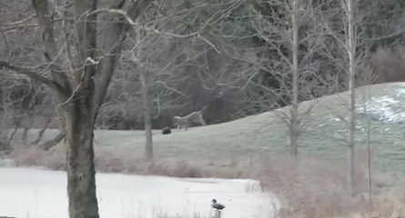 Un coyote joue avec un ballon