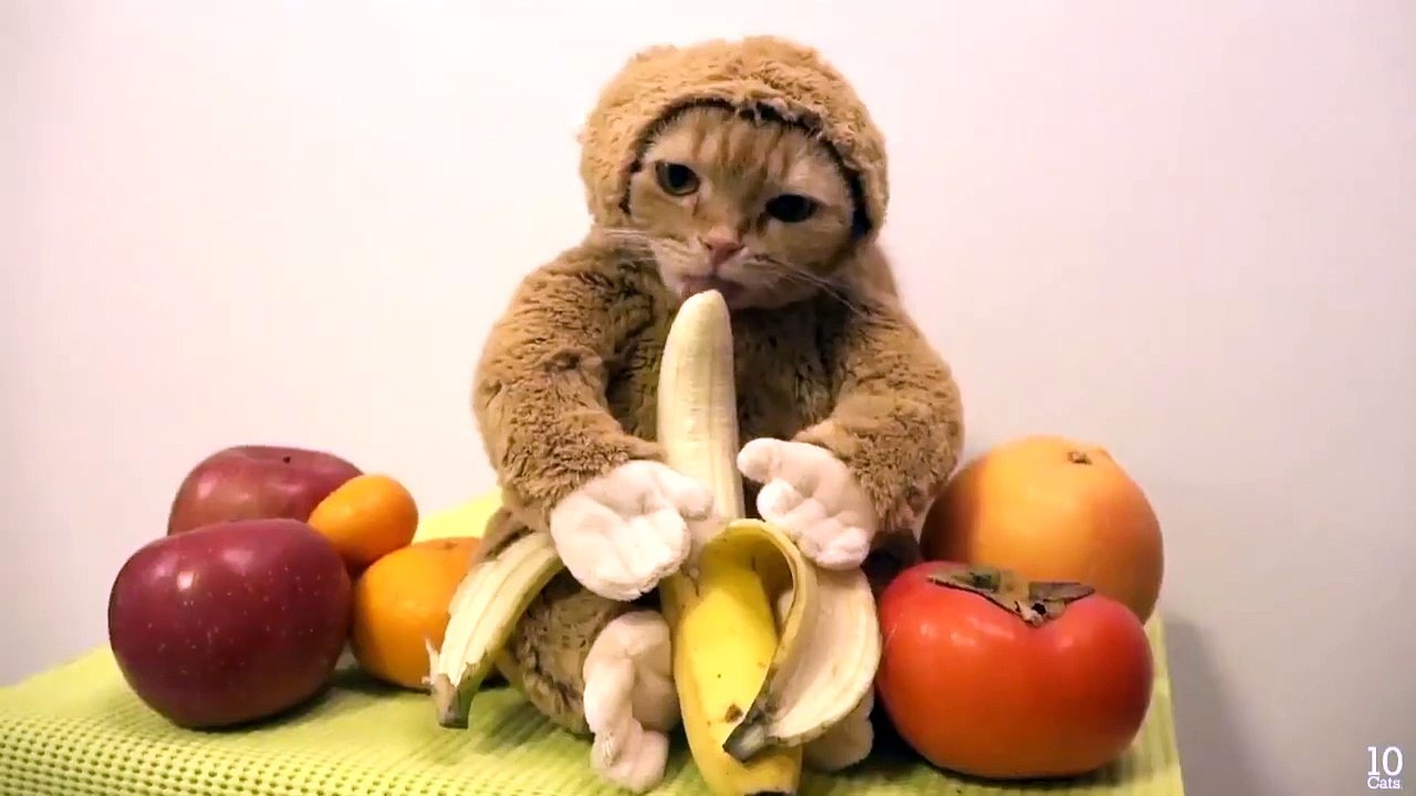 This Funny cat like to eat banana lol