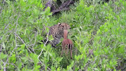 Incredible footage of leopard behaviour during impala kill - www.natural-variation