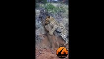 Leopard Kills Warthog in Burrow - Latest Wildlife Sightings