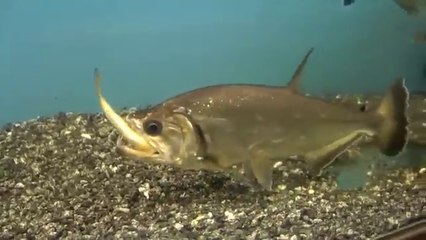 fish eating fish aquarium