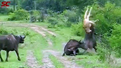 dence forest!!Buffalo Attack Lion - Flying Lion