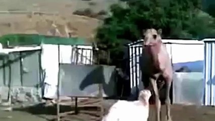 dence forest!!Camel vs Cow - Animal Fight