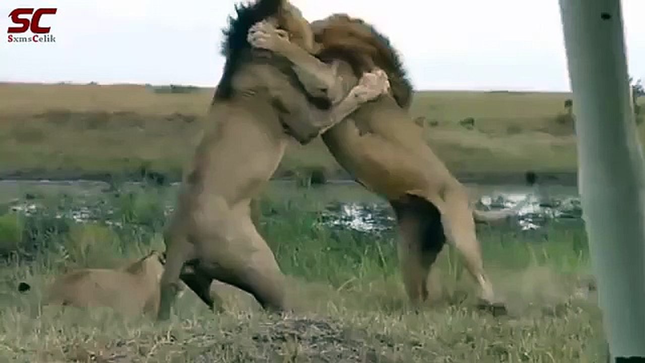 dence forest!!Lion Fight