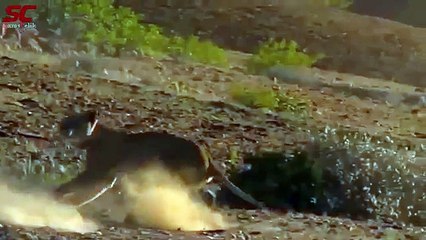 dence forest!!Giraffe vs Lion