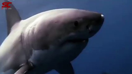 dence forest!!Great White Shark Attacking Sea Lion (Caught on Camera)