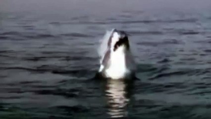 dence forest!!Shark Attacking