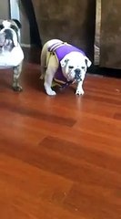 bulldog hates life vest Funny Video