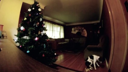 leave dog alone