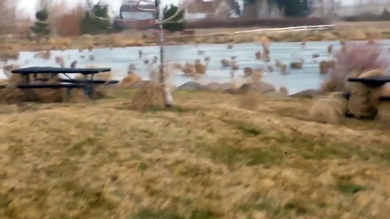 tumbleweed migration Funny Video