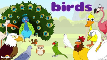 Learn About Birds - Preschool Activity