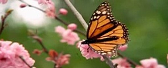 Butterfly  Is  My animal friends