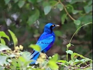 ‫كرن مدينتي  ከረን ኤርትራ ‬