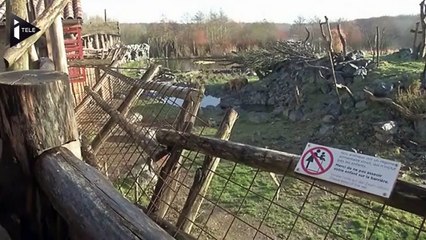 En Moselle, les ours n'hivernent plus à cause des températures douces