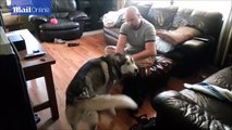 Emotional moment Husky cries when his owner tries to leave
