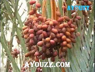 Fatima Taba3mrant 2016 V1