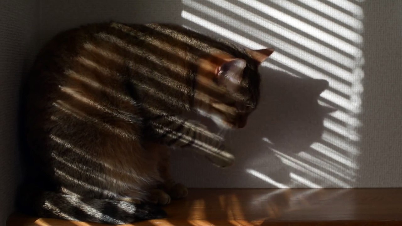 Shadow and  Striped Cat
