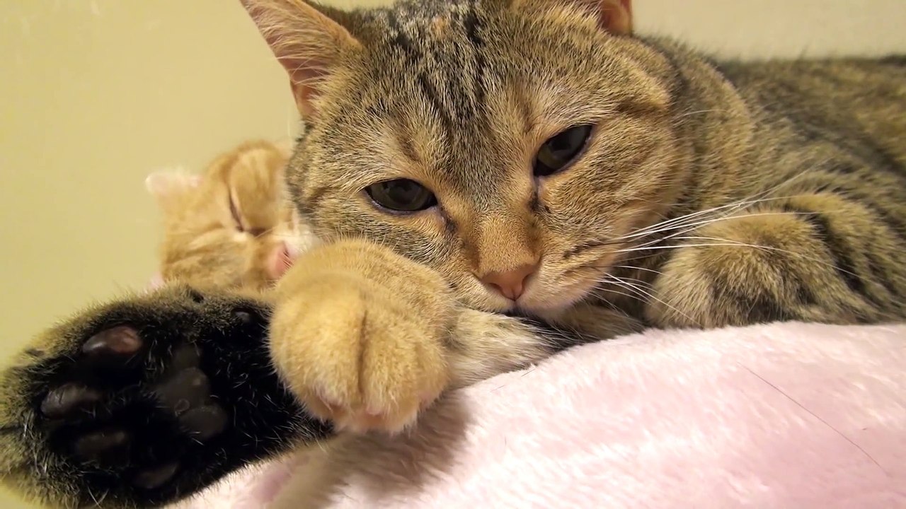 Cat to sleep by the arm pillow so as to overlap the hand