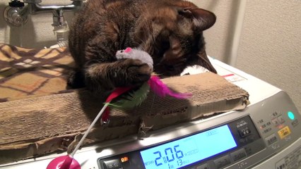 Lulu the cat washing machine liked