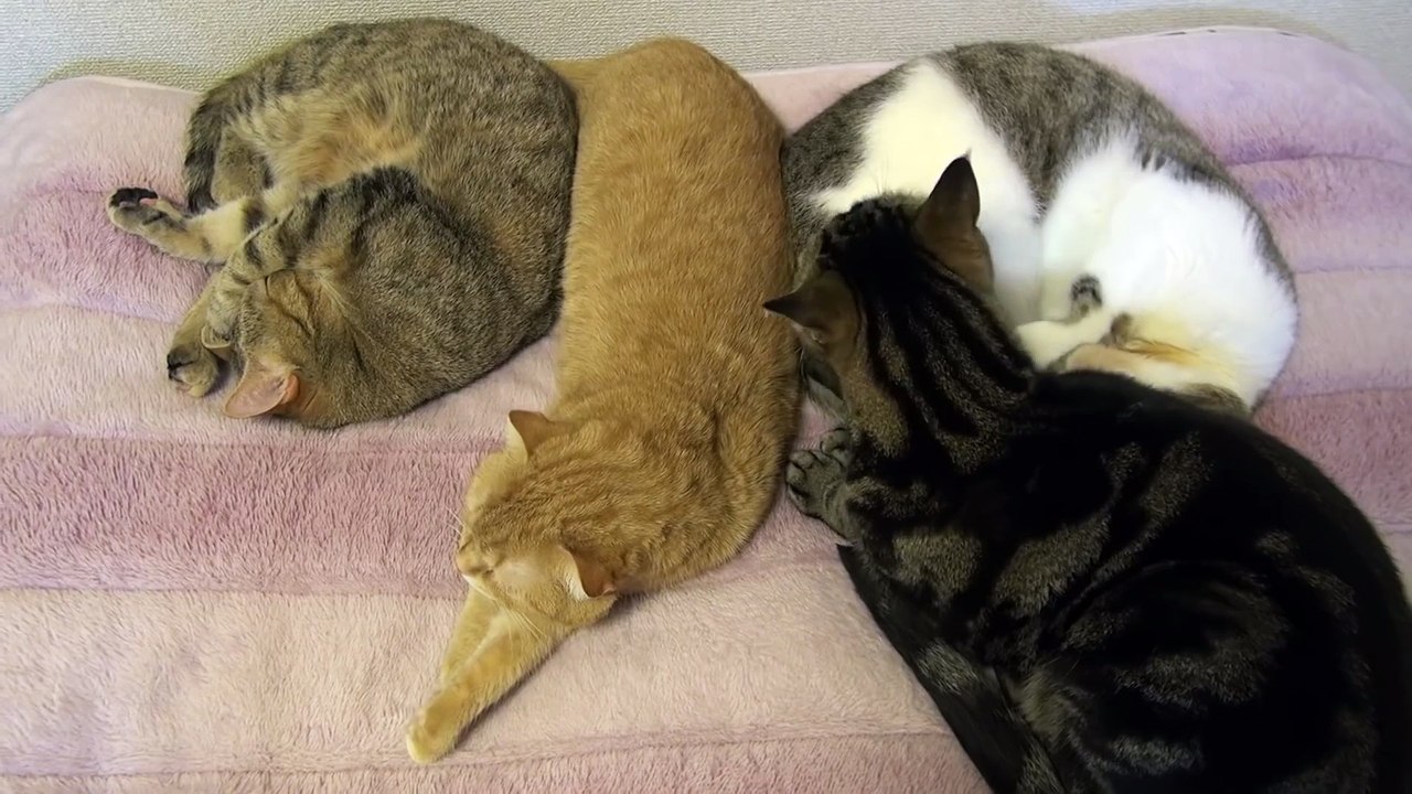 Musashi the cat is nursery staff